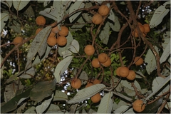 Myristica dactyloides